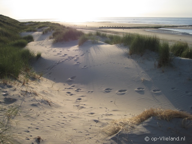 de Wadloper de Wadloper