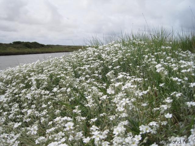 de Wadloper de Wadloper